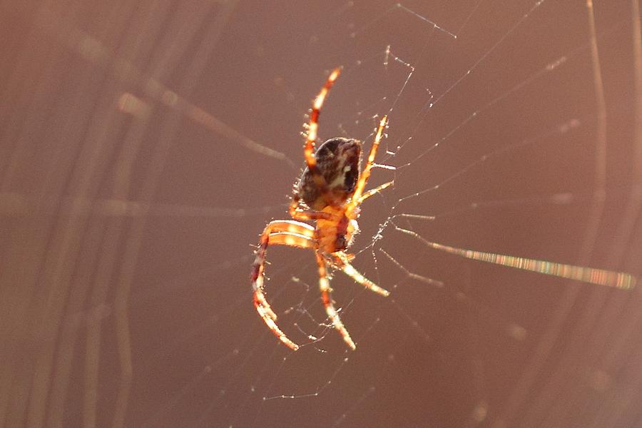 IMG_4574-2 zoom